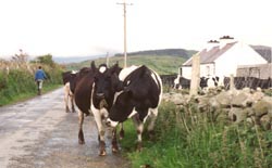 cows in a western Ireland field/by Chris Harvey