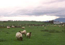 Sheep in a field in western Ireland/photo by Chris Harvey