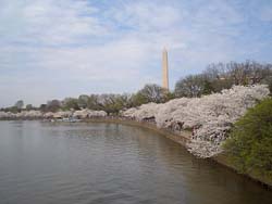 Photo of Washington, D.C., with cherry trees in bloom, by Maryland Newsline's Jackie Strause.