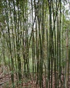 Bamboo on Tufts' property