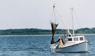 Bay waterman (Photo by Mary Hollinger, courtesy NOAA)