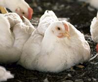 Farm chickens / Photo courtesy of the USDA
