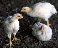 Young chickens / Photo by Joe Valbuena, courtesy USDA