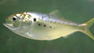Menhaden fish/Photo courtesy of Wikipedia