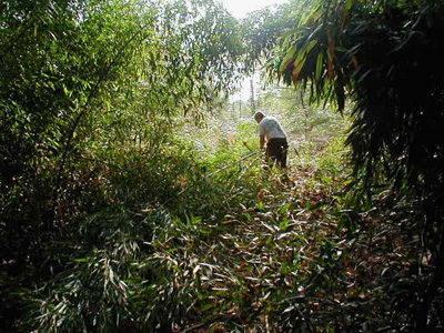 Keeper Milton Tierney hauls cut bamboo back to the truck